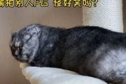 娱乐圈吃瓜猫,揭秘吃瓜猫背后的娱乐真相